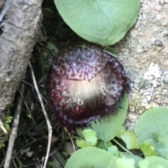 Corysanthes hispida (Bristly Helmet Orchid) at Conder, ACT - 10 May 2020 by PeterR