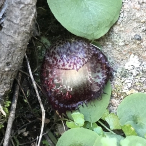 Corysanthes hispida at Conder, ACT - 10 May 2020