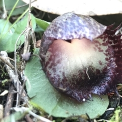 Corysanthes hispida at Conder, ACT - 10 May 2020