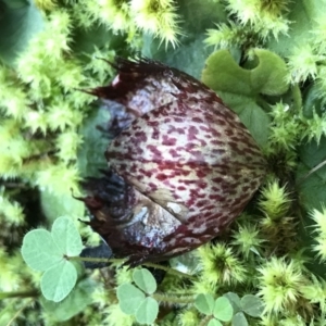 Corysanthes hispida at Conder, ACT - 10 May 2020