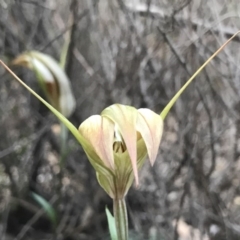 Diplodium ampliatum (Large Autumn Greenhood) at Kambah, ACT - 9 Apr 2020 by PeterR