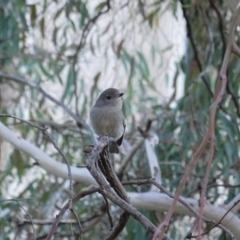 Pachycephala pectoralis at Deakin, ACT - 11 May 2020