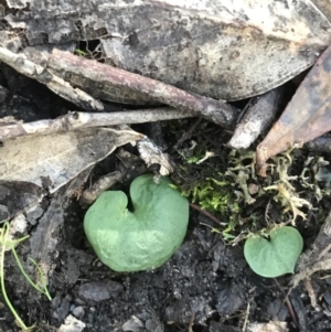 Corysanthes hispida at Tuggeranong DC, ACT - suppressed