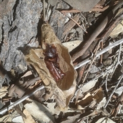 Chelepteryx collesi (White-stemmed Gum Moth) at Symonston, ACT - 9 Mar 2020 by JBrickhill