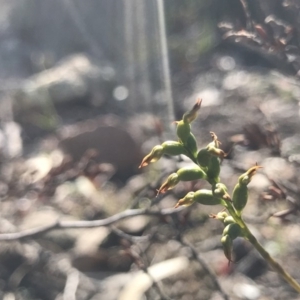 Corunastylis sp. at Tuggeranong DC, ACT - 10 May 2020