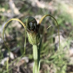 Diplodium laxum at Conder, ACT - suppressed