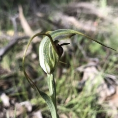 Diplodium laxum at Conder, ACT - 10 May 2020