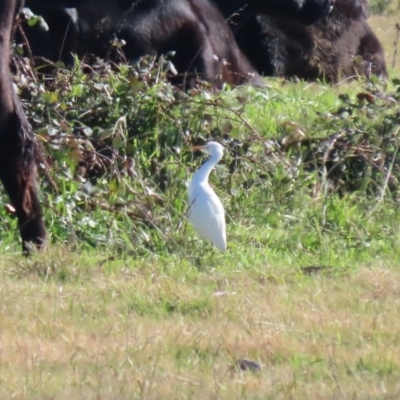 Bubulcus coromandus (Eastern Cattle Egret) at Fyshwick, ACT - 11 May 2020 by RodDeb