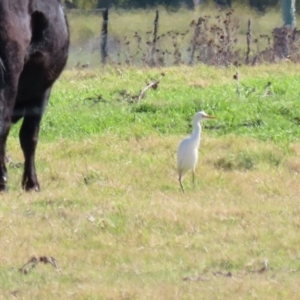 Bubulcus coromandus at Fyshwick, ACT - 11 May 2020