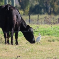 Bubulcus coromandus at Fyshwick, ACT - 11 May 2020