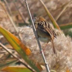 Cisticola exilis at Fyshwick, ACT - 11 May 2020 01:37 PM