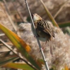 Cisticola exilis at Fyshwick, ACT - 11 May 2020 01:37 PM