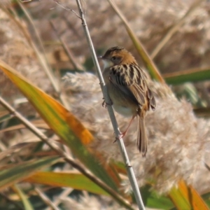 Cisticola exilis at Fyshwick, ACT - 11 May 2020 01:37 PM