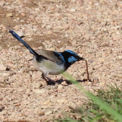 Malurus cyaneus (Superb Fairywren) at Fyshwick, ACT - 11 May 2020 by RodDeb