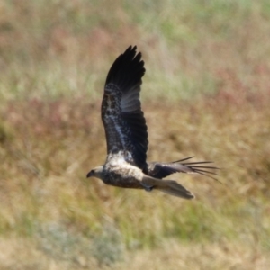 Haliastur sphenurus at Fyshwick, ACT - 11 May 2020