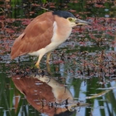 Nycticorax caledonicus (Nankeen Night-Heron) at Fyshwick, ACT - 27 Sep 2011 by Harrisi