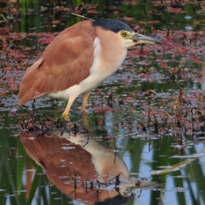 Nycticorax caledonicus (Nankeen Night-Heron) at Fyshwick, ACT - 26 Sep 2011 by Harrisi