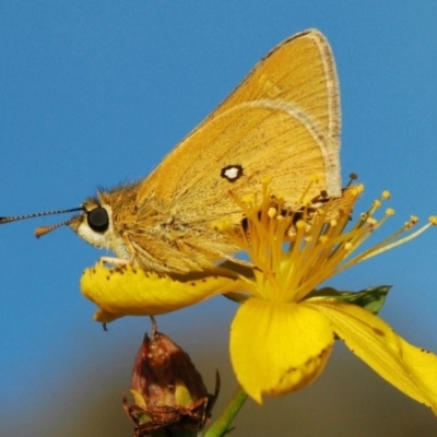 Trapezites luteus (Yellow Ochre, Rare White-spot Skipper) at Stromlo, ACT - 12 Mar 2010 by Harrisi