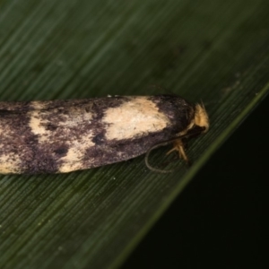 Palimmeces leucopelta at Melba, ACT - 26 Feb 2015 10:49 AM