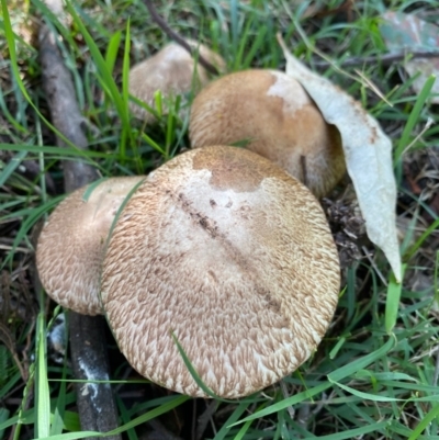 Unidentified Fungus at Deakin, ACT - 3 May 2020 by LisaH
