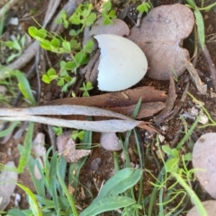 Unidentified Bird at Hughes Grassy Woodland - 5 May 2020 by LisaH