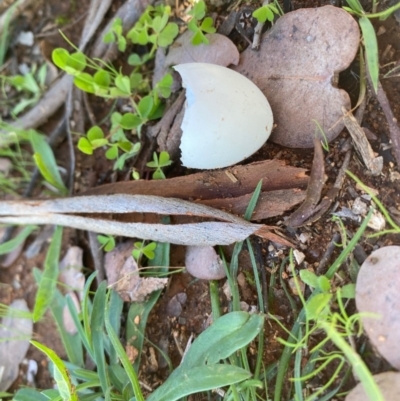 Unidentified Bird at Hughes Grassy Woodland - 5 May 2020 by LisaH