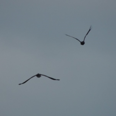 Zanda funerea (Yellow-tailed Black-Cockatoo) at Conder, ACT - 11 May 2020 by michaelb