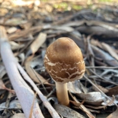 Chlorophyllum/Macrolepiota sp. (genus) at Deakin, ACT - 4 May 2020 by LisaH