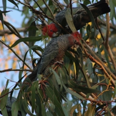 Callocephalon fimbriatum (Gang-gang Cockatoo) at Hughes, ACT - 10 May 2020 by LisaH