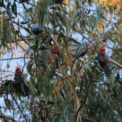 Callocephalon fimbriatum at Hughes, ACT - 10 May 2020