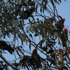 Callocephalon fimbriatum at Hughes, ACT - suppressed