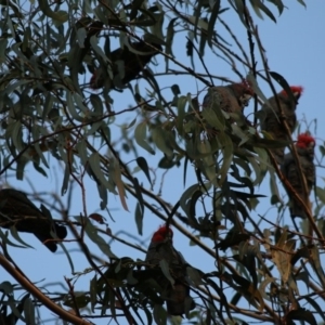 Callocephalon fimbriatum at Hughes, ACT - suppressed