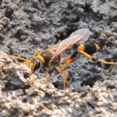 Sceliphron laetum (Common mud dauber wasp) at Tuggeranong DC, ACT - 15 Jan 2020 by michaelb