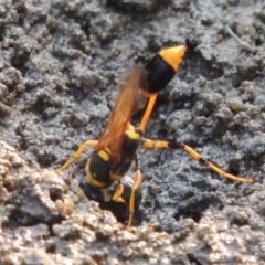 Sceliphron laetum at Tuggeranong DC, ACT - 15 Jan 2020