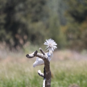 Platalea regia at Fyshwick, ACT - 28 Nov 2019 11:31 AM