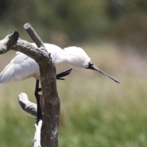 Platalea regia at Fyshwick, ACT - 28 Nov 2019 11:31 AM