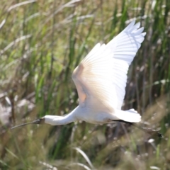 Platalea regia at Fyshwick, ACT - 28 Nov 2019 11:31 AM