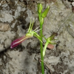 Cryptostylis subulata (Cow Orchid) at Pomona, QLD - 2 Oct 2013 by jenqld