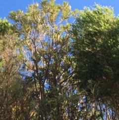 Banksia integrifolia subsp. integrifolia (Coast Banksia) at Tura Beach, NSW - 11 May 2020 by Carine