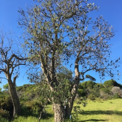 Banksia integrifolia subsp. integrifolia (Coast Banksia) at Tura Beach, NSW - 11 May 2020 by Carine