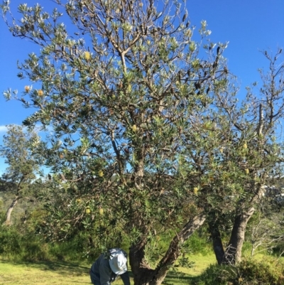 Banksia integrifolia subsp. integrifolia (Coast Banksia) at North Tura - 11 May 2020 by Carine