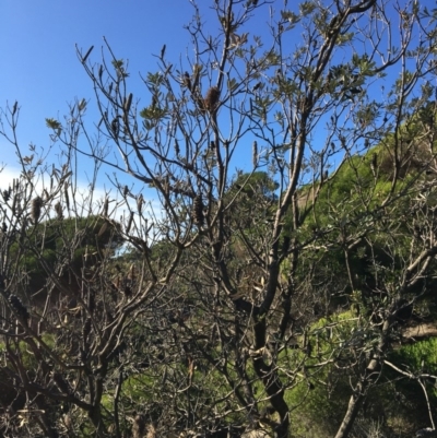 Banksia integrifolia subsp. integrifolia (Coast Banksia) at Tura Beach, NSW - 11 May 2020 by Carine