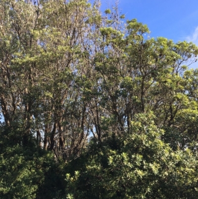 Banksia integrifolia subsp. integrifolia (Coast Banksia) at Tura Beach, NSW - 11 May 2020 by Carine