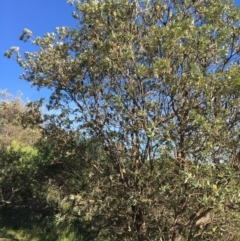 Banksia integrifolia subsp. integrifolia (Coast Banksia) at North Tura - 11 May 2020 by Carine