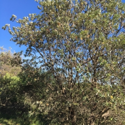 Banksia integrifolia subsp. integrifolia (Coast Banksia) at North Tura - 11 May 2020 by Carine