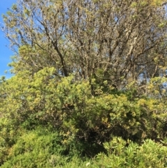 Banksia integrifolia subsp. integrifolia (Coast Banksia) at North Tura - 11 May 2020 by Carine