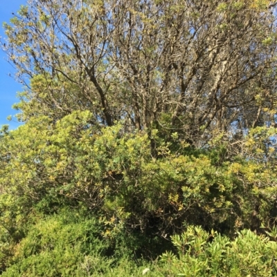 Banksia integrifolia subsp. integrifolia (Coast Banksia) at North Tura - 11 May 2020 by Carine