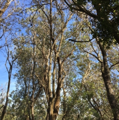 Banksia integrifolia subsp. integrifolia (Coast Banksia) at North Tura - 11 May 2020 by Carine