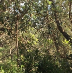 Banksia integrifolia subsp. integrifolia (Coast Banksia) at North Tura - 11 May 2020 by Carine