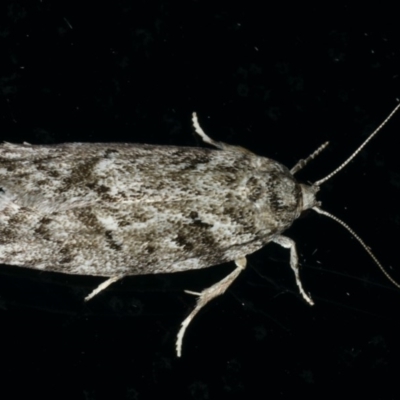 Philobota philostaura (A Concealer moth (Philobota group)) at Ainslie, ACT - 28 Nov 2019 by jb2602